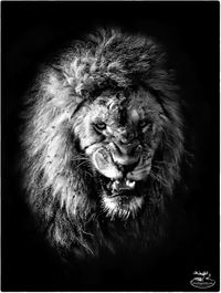 Lion double King